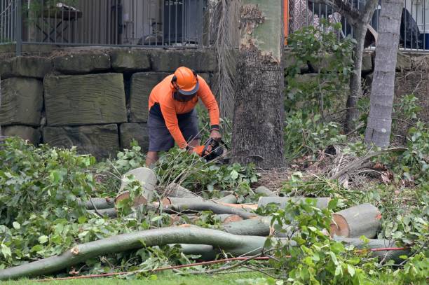 Trusted Stevenson Ranch, CA  Tree Services Experts